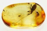 Fossil Snout Beetle (Cossoninae) In Baltic Amber #346392-1